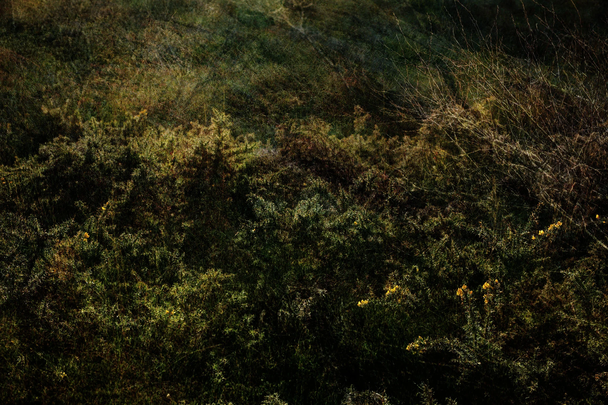 Marin Landscape 30