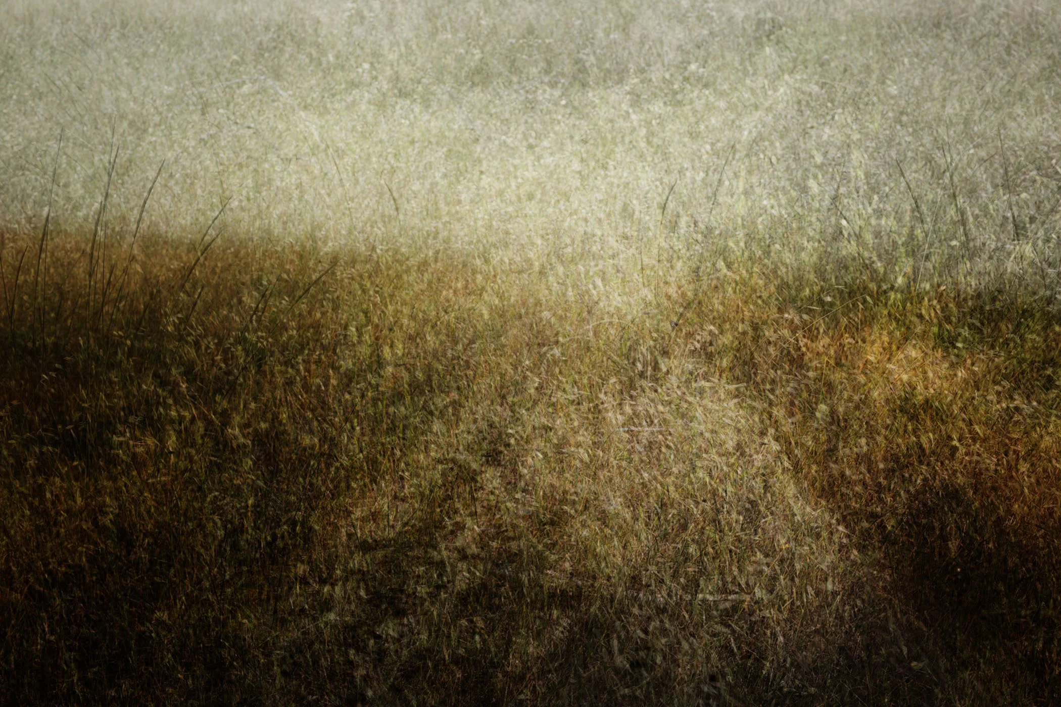 Marin Landscape 38