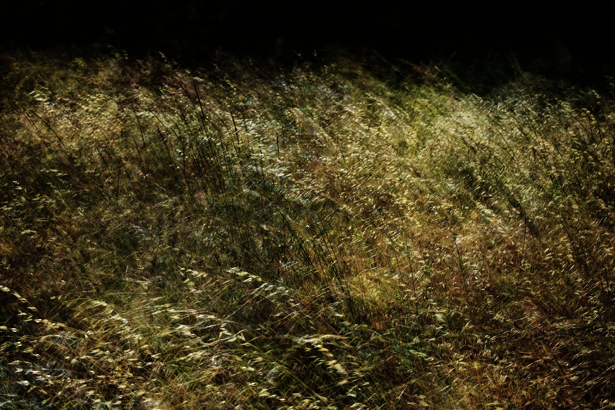 Marin Landscape 43