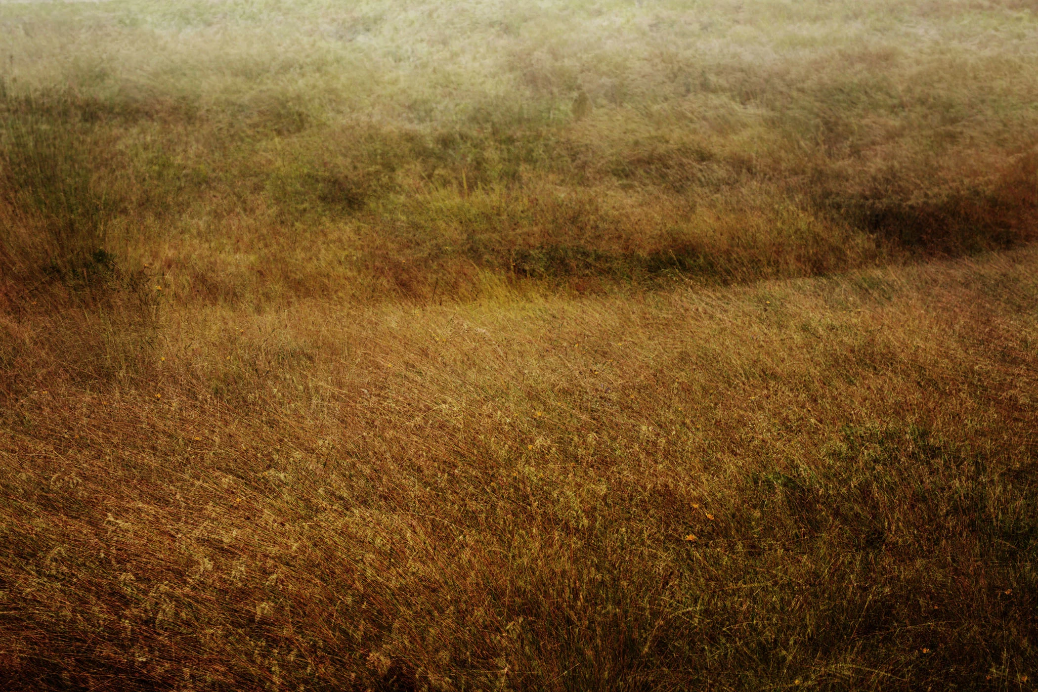 Marin Landscape 49