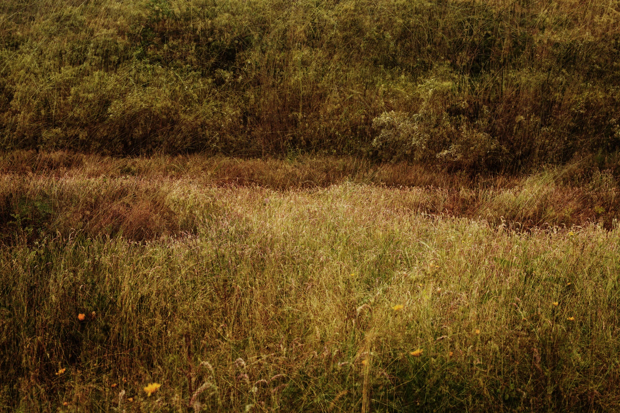 Marin Landscape 52