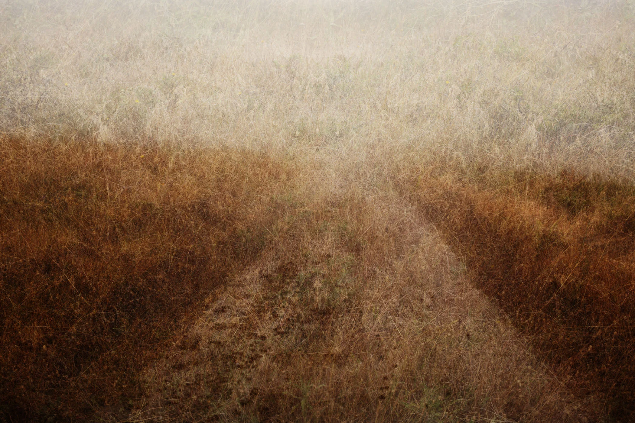 Marin Landscape 54