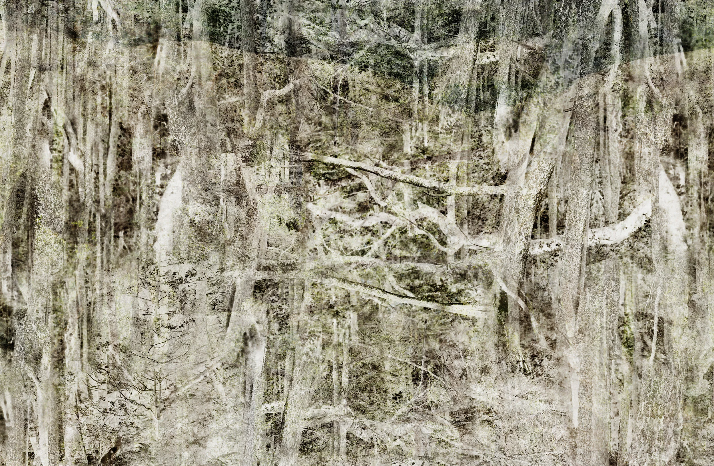Muir Wood 2 (detail)