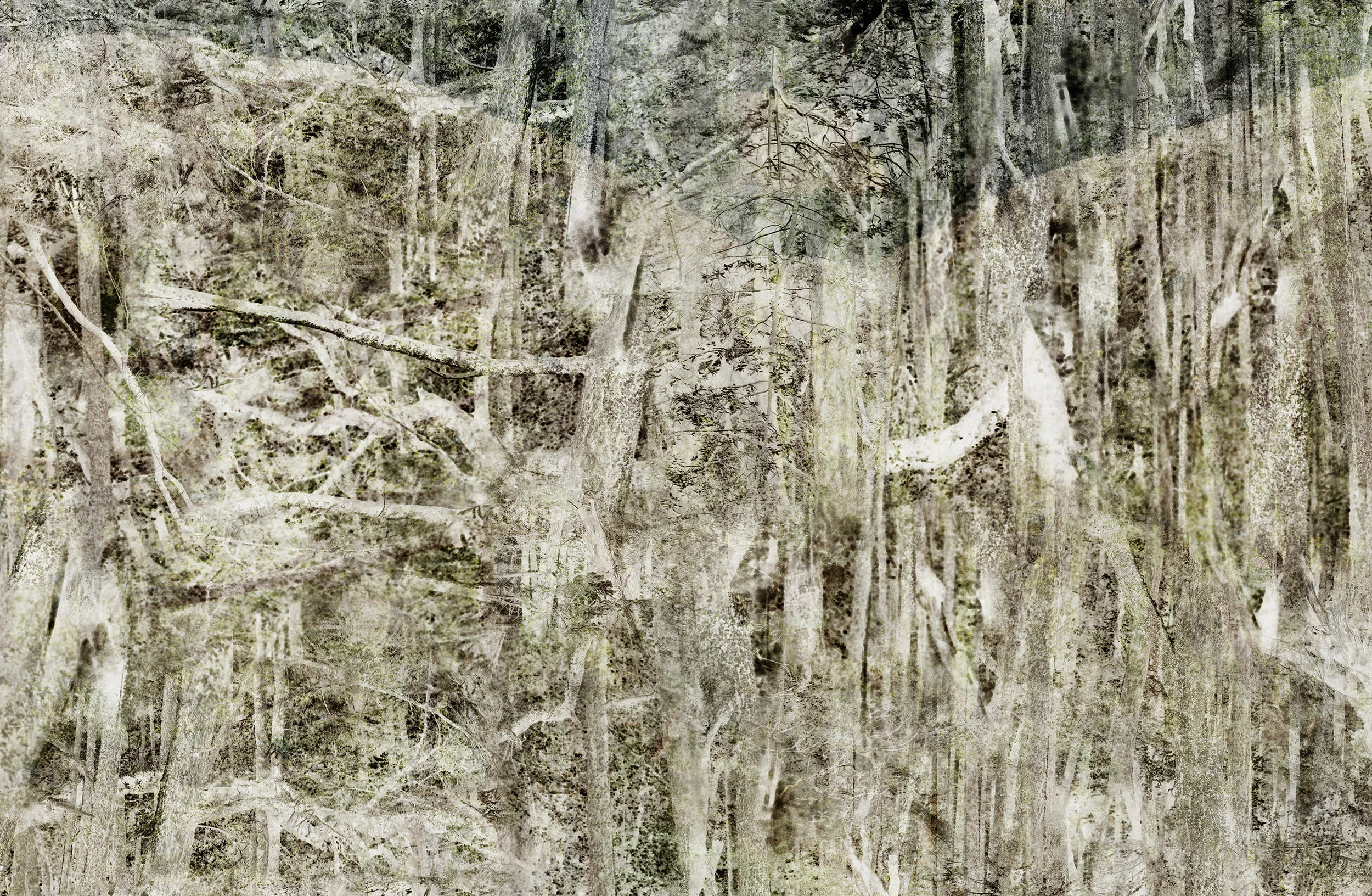 Muir Wood 2 (detail)