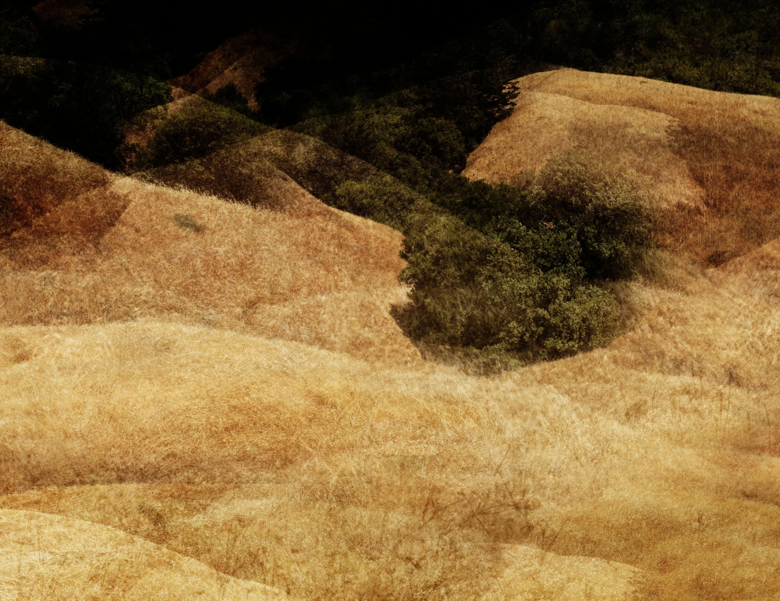TamalpaisHill detail.jpg