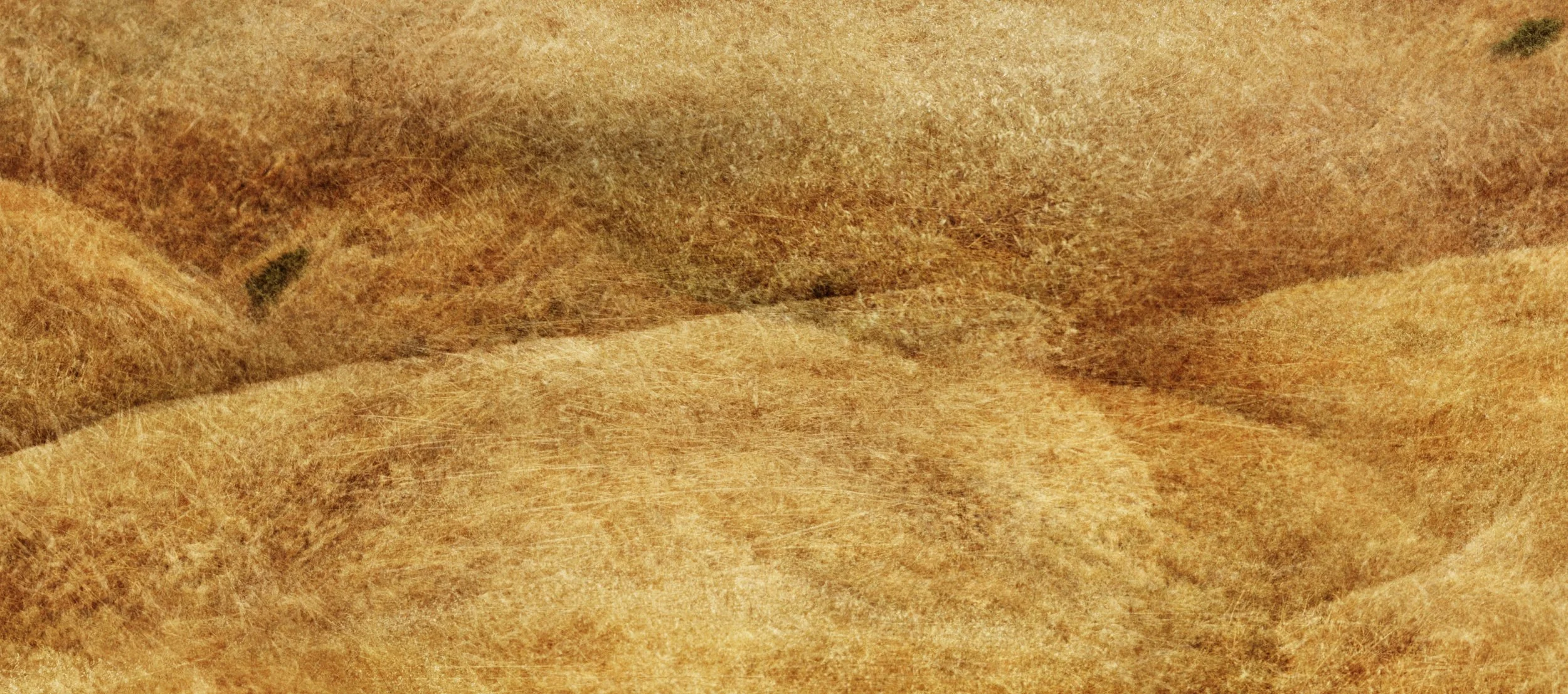 TamalpaisHill detail02.jpg