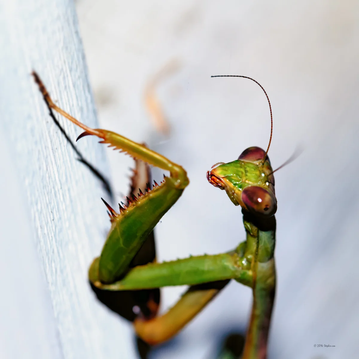 Mantis Close up