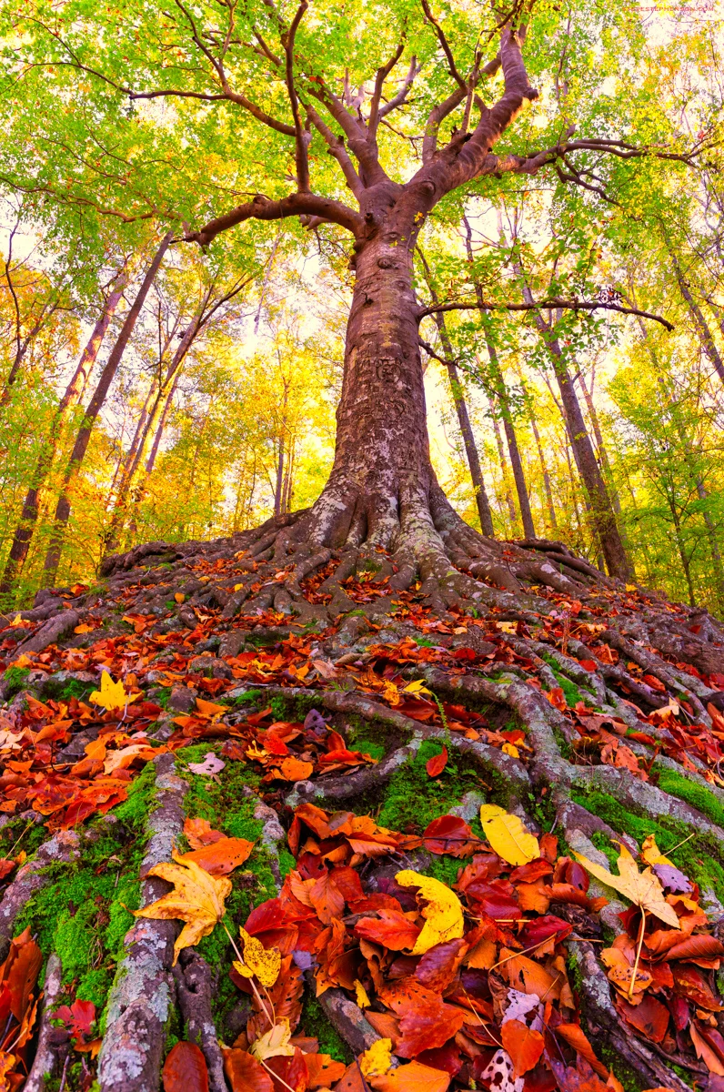 Lovers Tree Fall