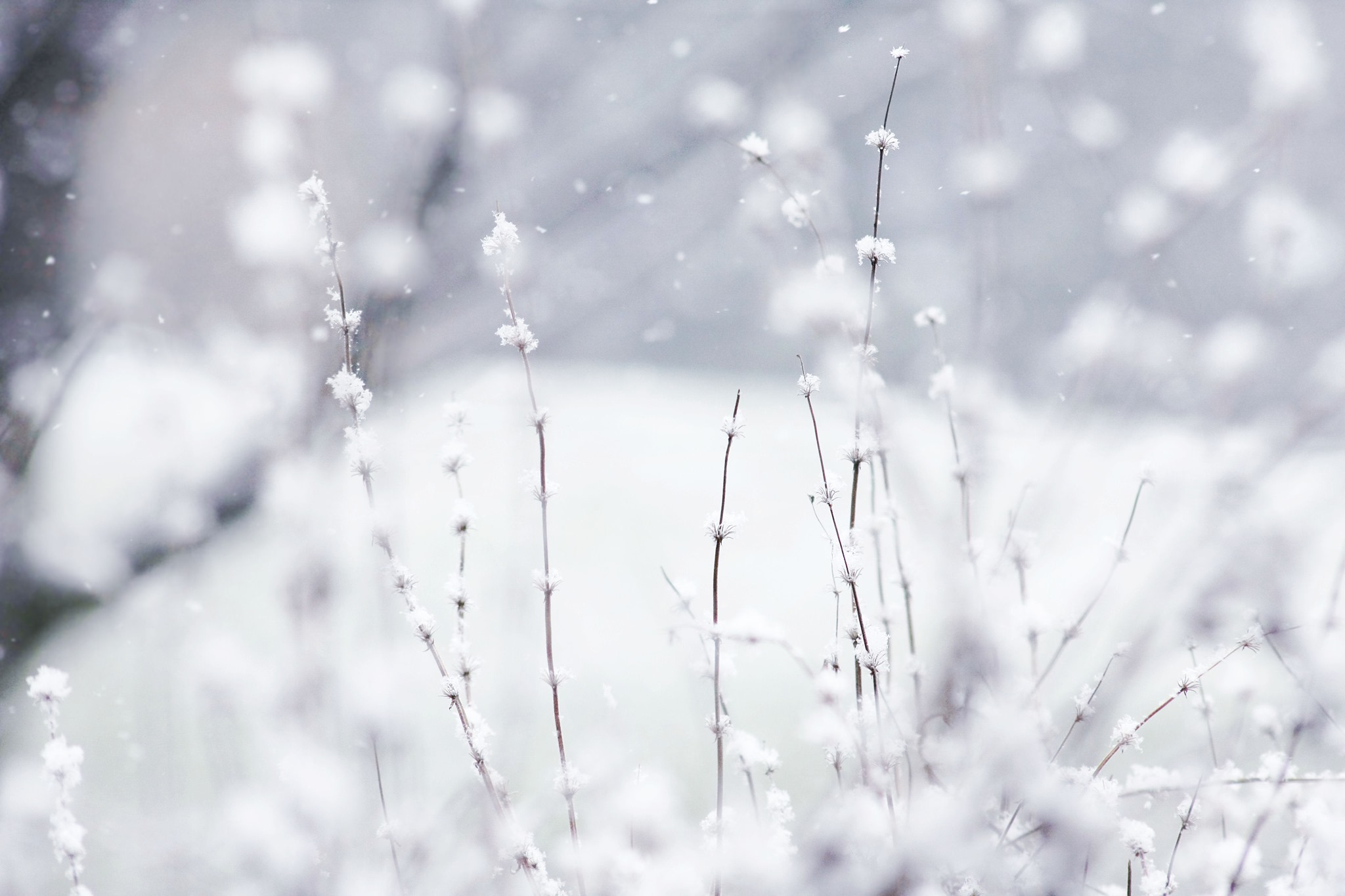 Winter Wonderland Hafla