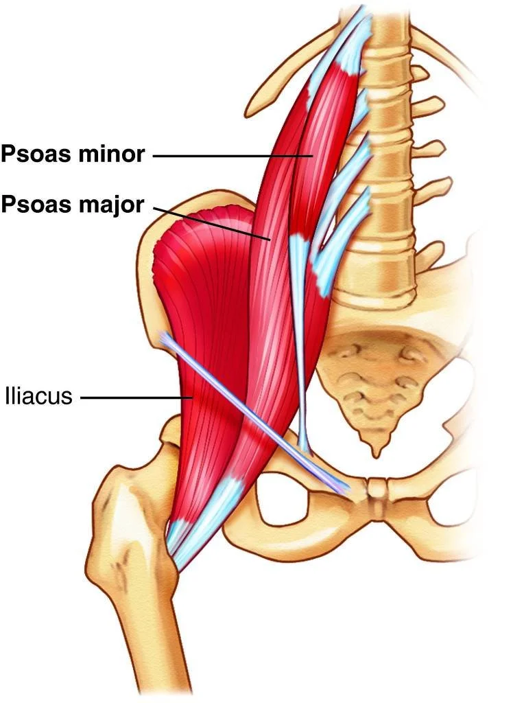 Hipflexors: anatomy, function &amp; training