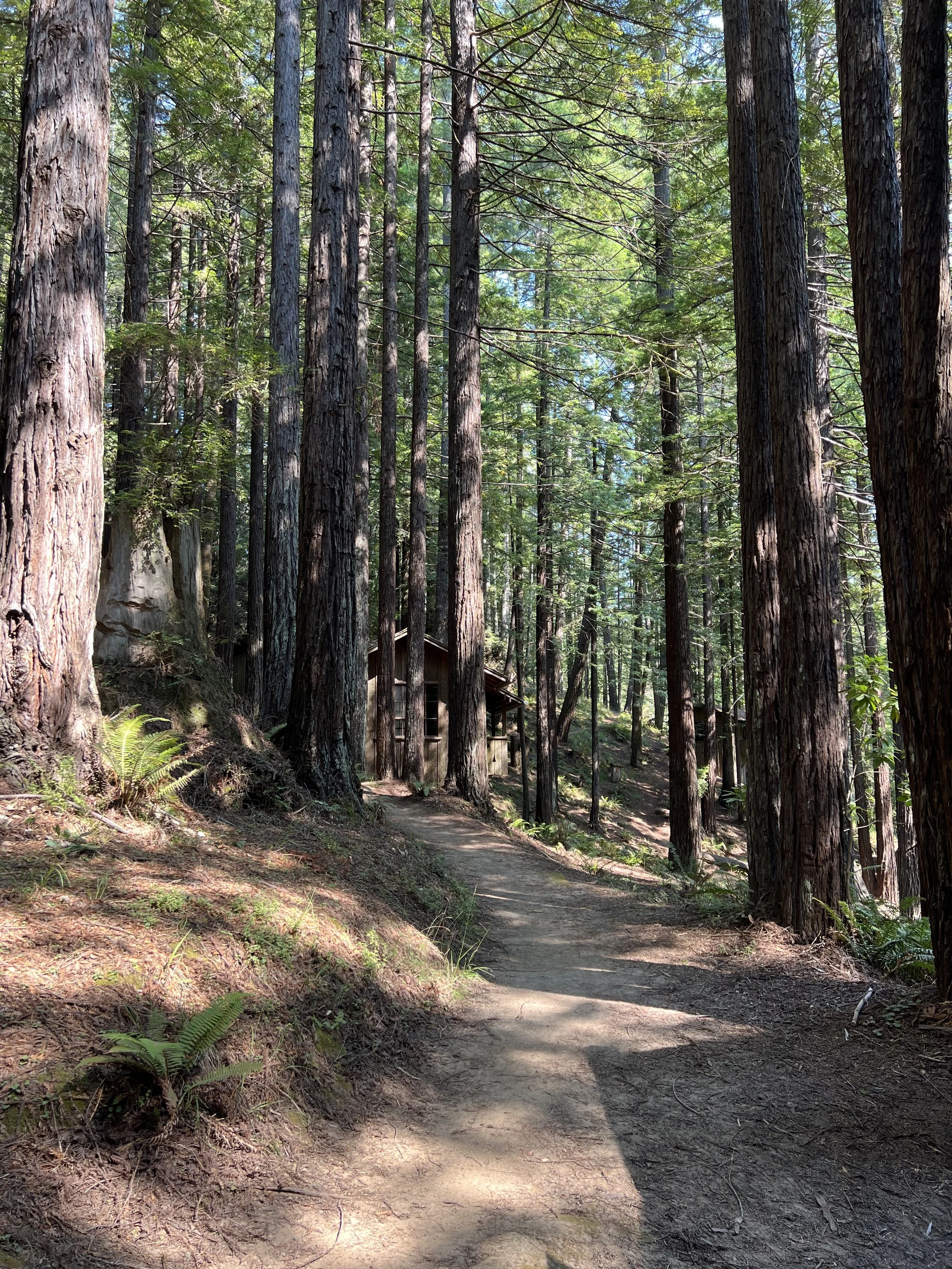 Reflections from the redwoods