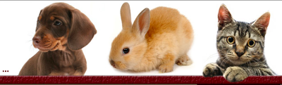 Aww ... puppies! Bunnies! Kittehs! Image via