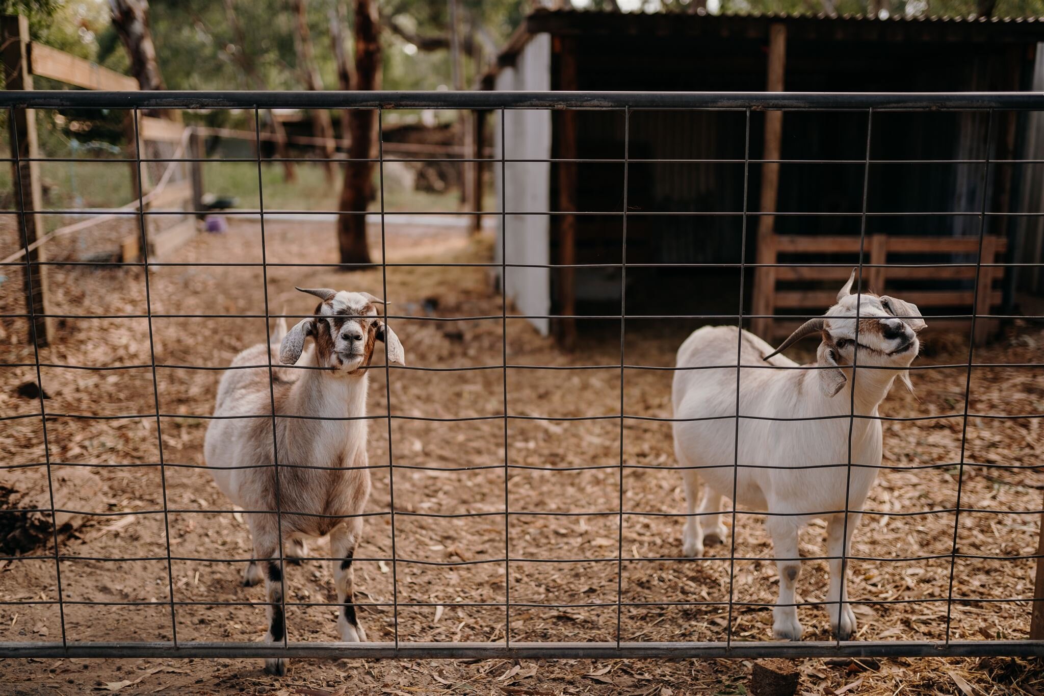 Our Goats: Buttercup and Cupcake!
