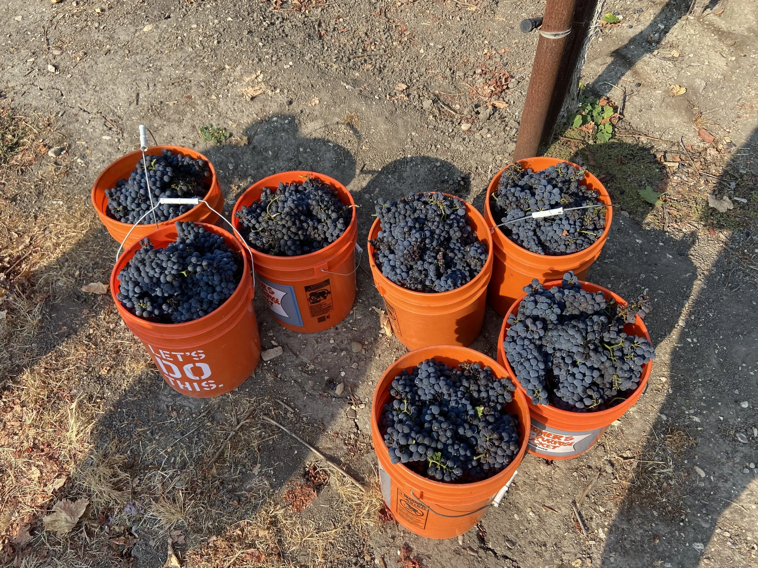 Careful canopy management produced stellar fruit quality