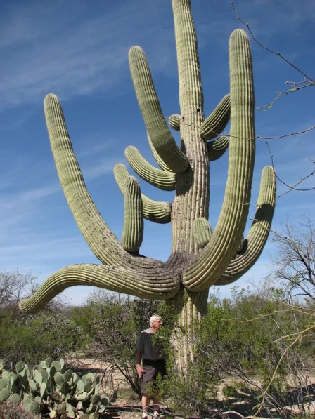 bob_checking_cactus.jpg