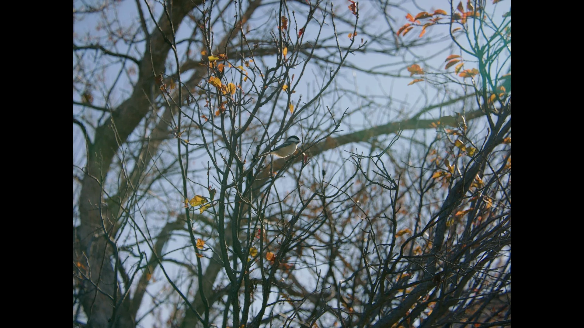 thauberger_oct18_1.10.1.jpg
