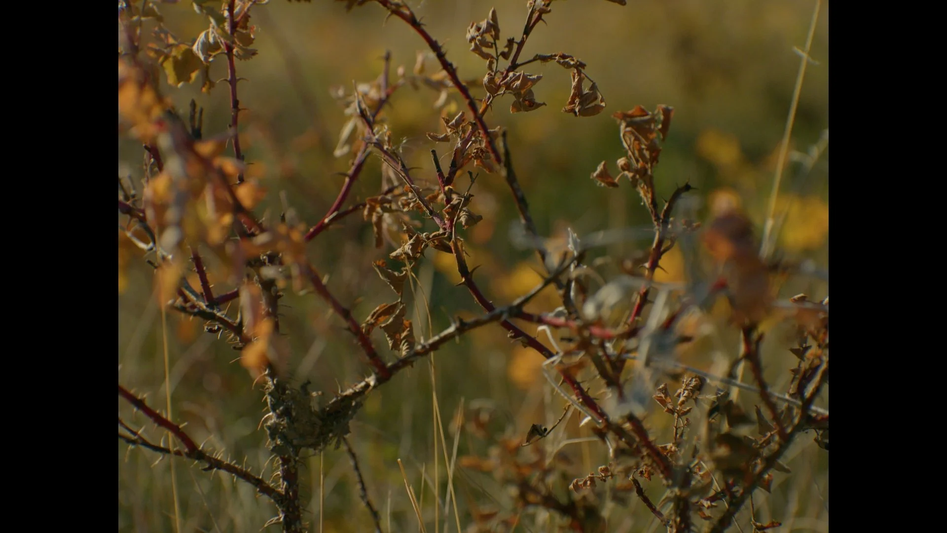 thauberger_oct18_1.104.1.jpg
