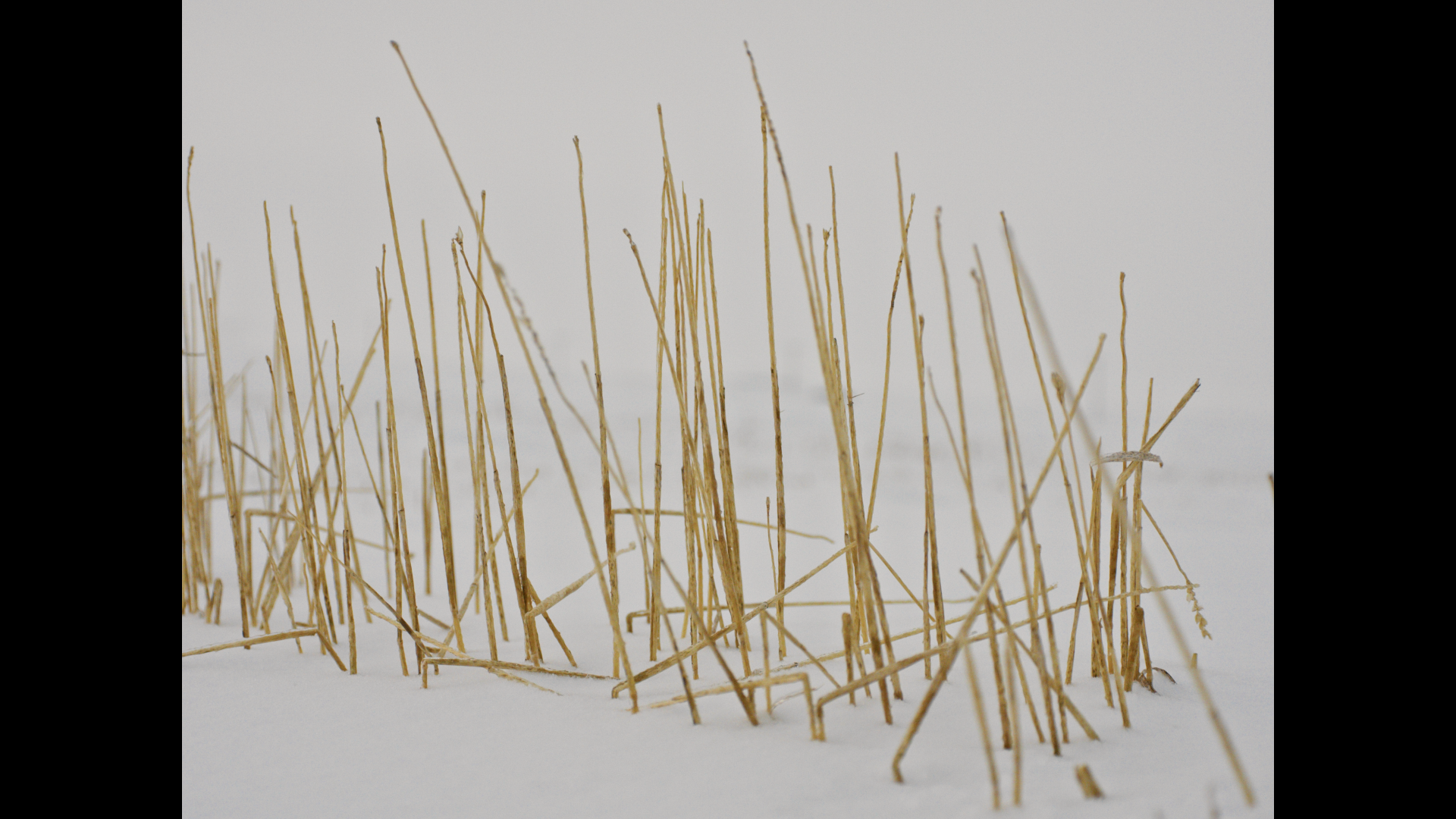 althea_holdfast_dec27_2024_1.102.1.png