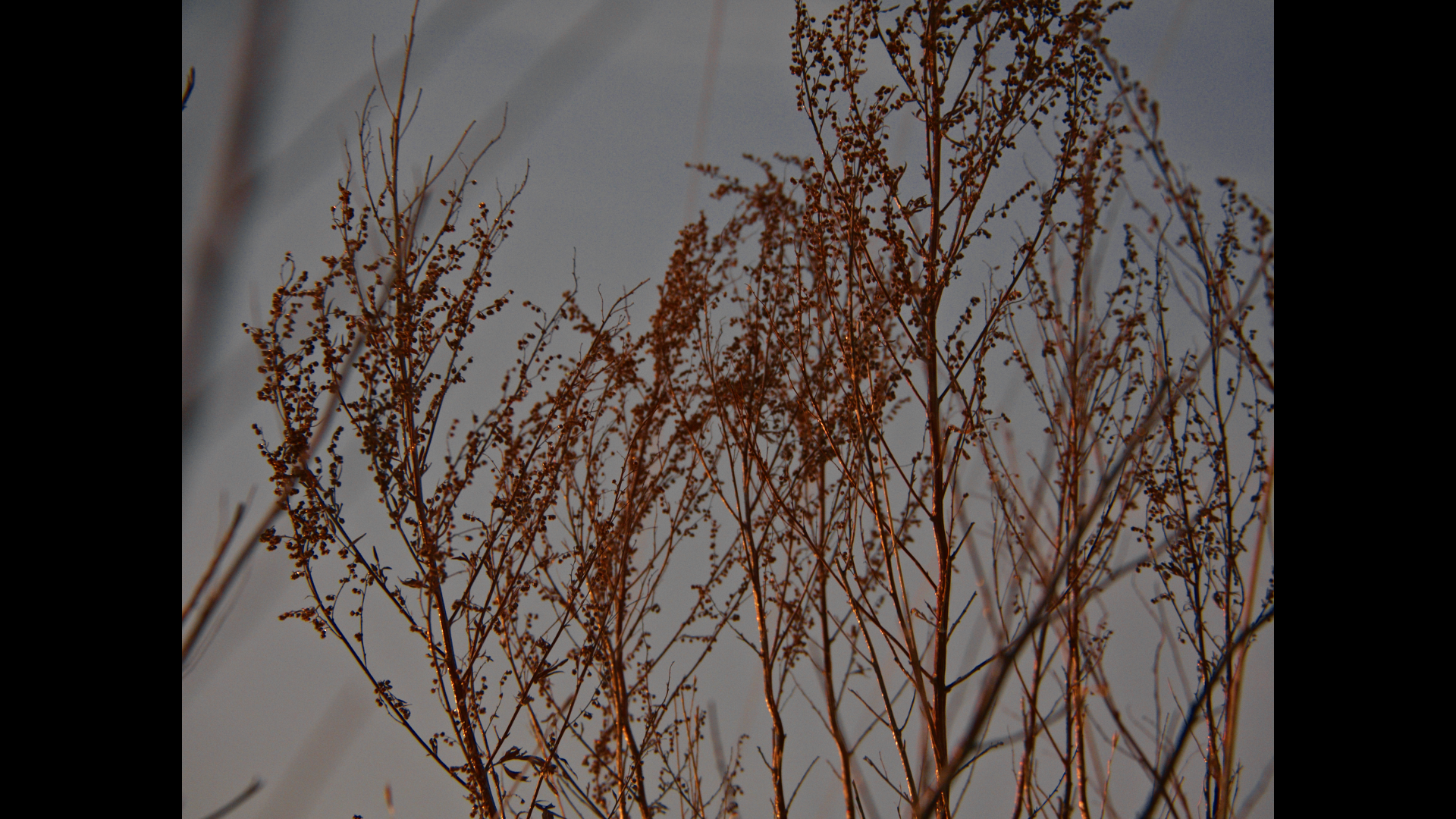 althea_holdfast_dec27_2024_1.140.1.png