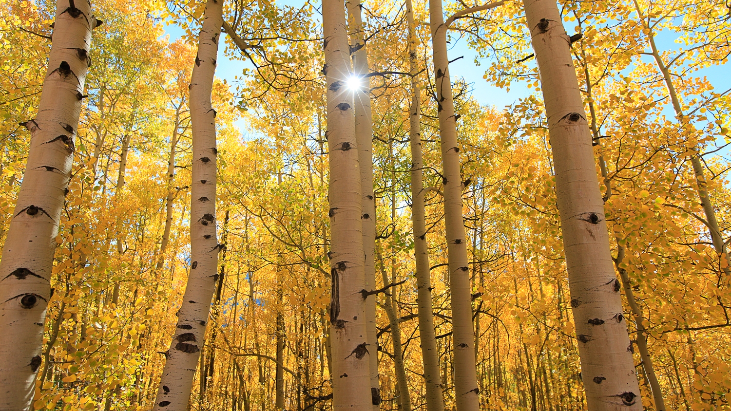 Light up gold. The aspens were at peak around Silverton .. spectacular. 