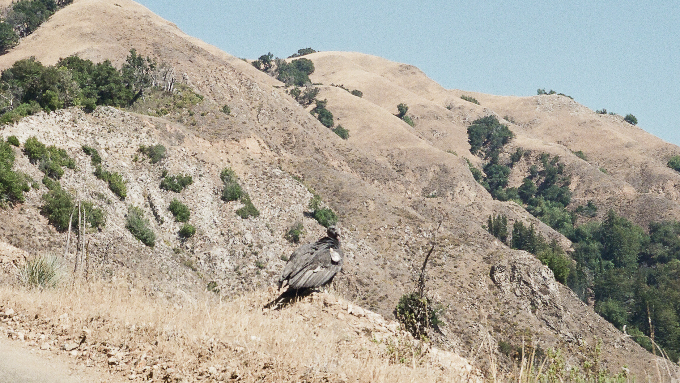 Rounded a corner way up high on a jeep road & came face to face with this California Condor. She looked totally prehistoric, & was close enough off the front of my truck that Henry Dog was growling at her. The bird was huge & seemed pretty unconcerned that I'd stopped the truck right next to her. The tag on her wing says "69". More on this in a moment ..