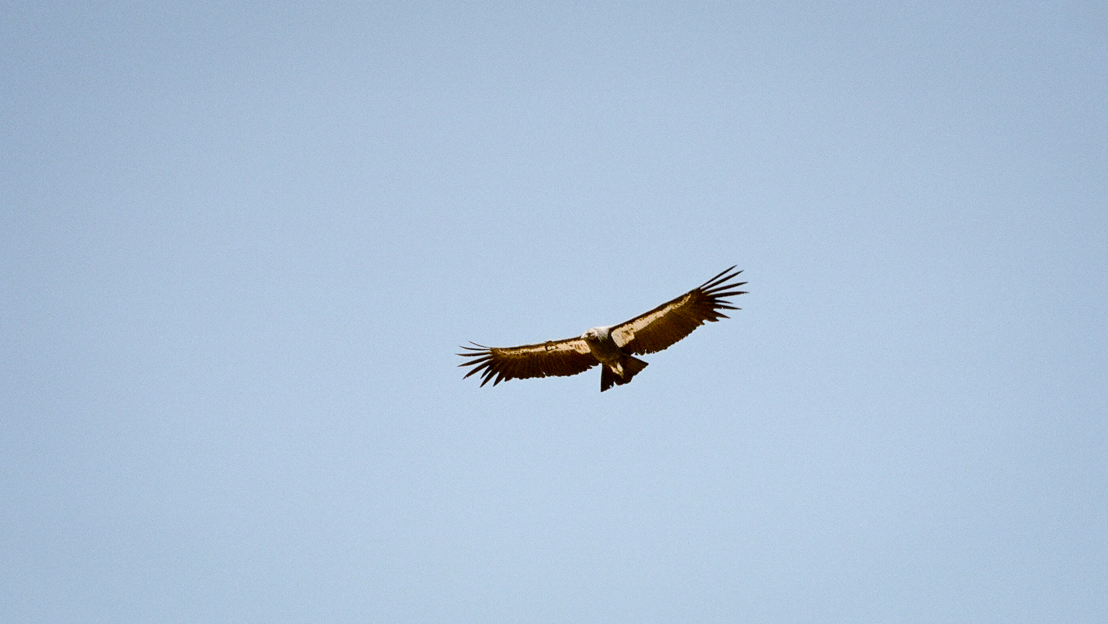 A couple dirtbikes approached from the other direction & that spoked her into flight. She rose off the thermals coming off the ridgeline & circled overhead for ten minutes or so, seemingly with her eye on HD as a possible snack. Later that day I talked with a local about the sighting, & she said to check out the Ventana Wildlife Society for more info on their reintroduction efforts of this once nearly-extinct species. I sent them the images above & got in return a super nice email explaining that the black tag #69 is actually number 569 & they even provided a link to a profile of this exact bird. Her name is "Phoebe the Forager" & she was born on Apr 28, '10, & she's mostly "bouncing between the Big Sur coast & Pinnacles National Park" these days. 