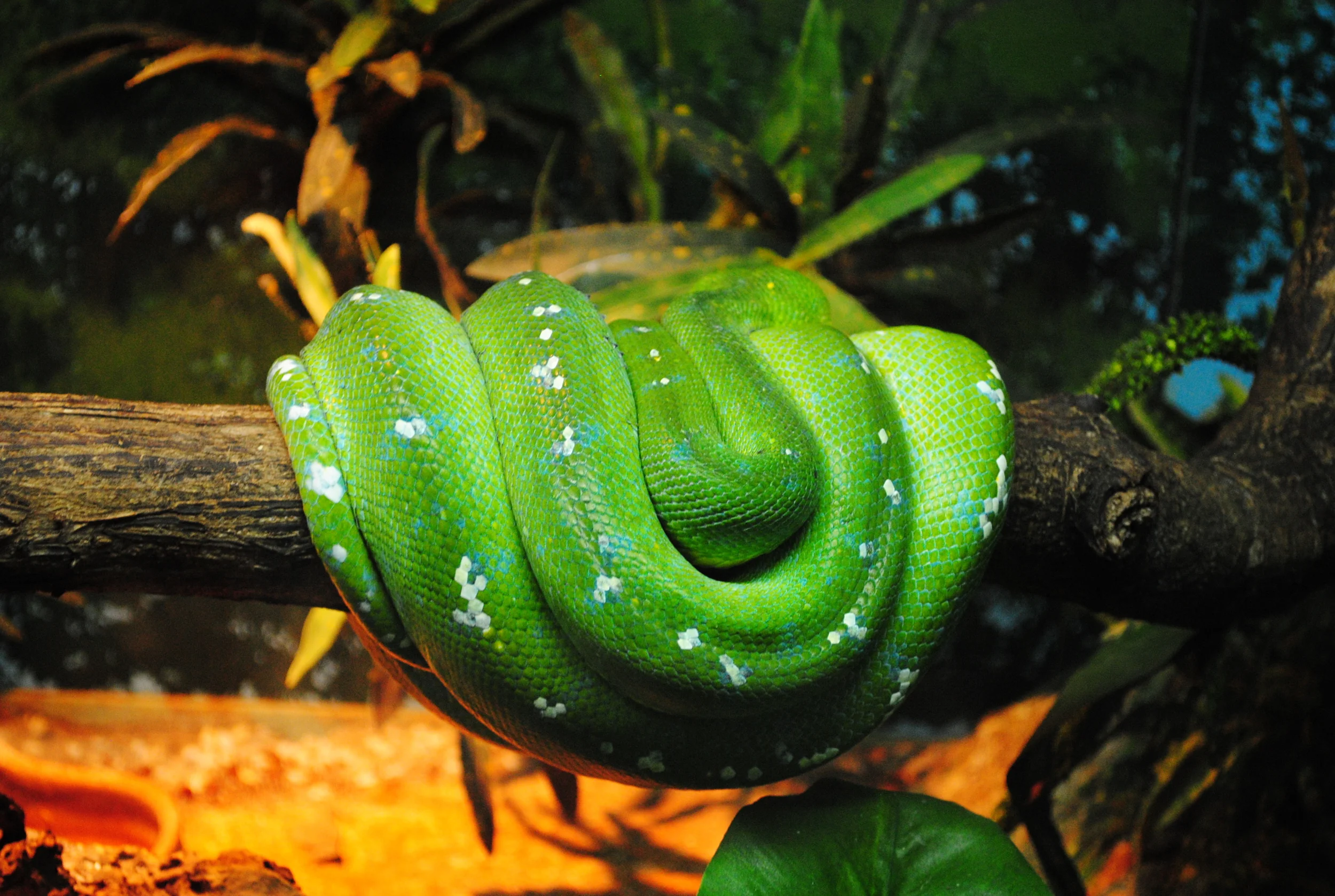 DSC_1852.JPG