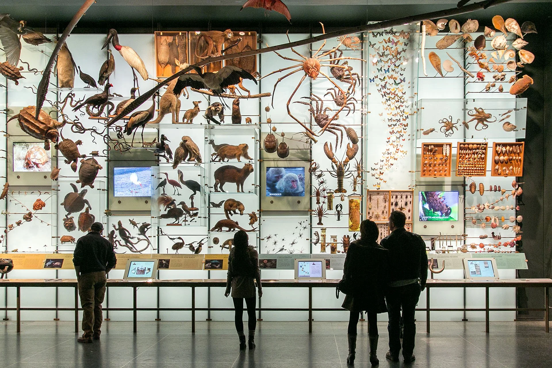 amnh-explorer-app-9.jpg