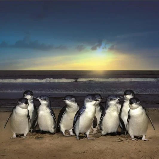 Penguins on beach.jpg
