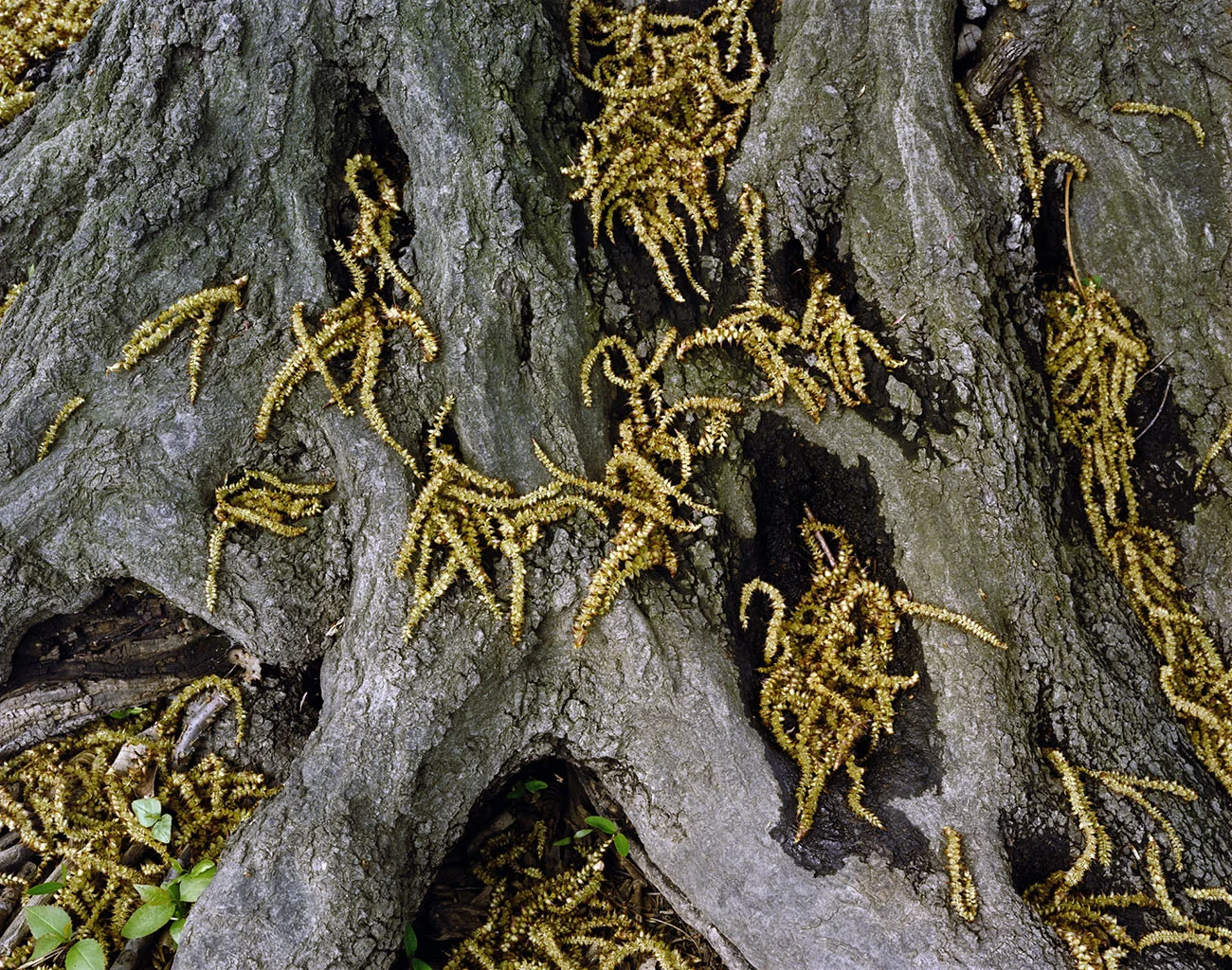 squiggles4.5.jpg