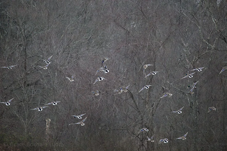 A Flurry of Geese, Quinebaug Valley Trout Hatchery, Central Village, CT. November, 2013.