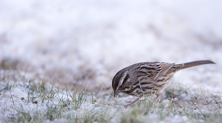 Just a little fellow, pecking for seeds. Note the narrow depth of field. That's because this is such a huge telephoto lens and I'm taking the pictures at close range.