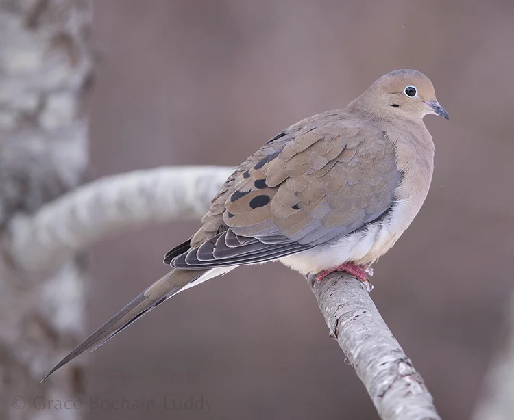 This is one of my favorite birds... a Mourning Dove, also called a Rain Dove. 