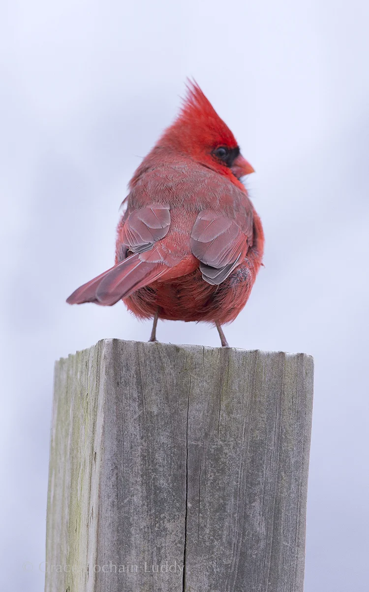 I took scores of pictures, waiting for this cardinal to fly.