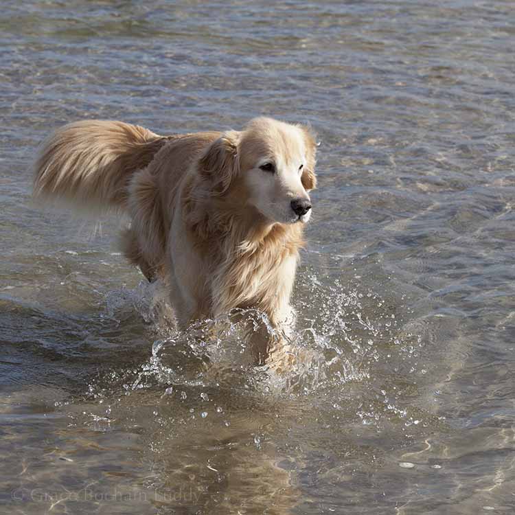 Wilson on patrol.