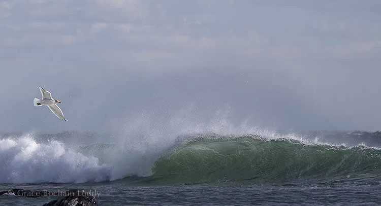 This is the same wave as the one above, taken a second later. Just a lucky moment with a bird flying by. If you compare the two pictures you will see that there is a boulder in the second picture, down in the left corner. I took it out of the first picture with Photoshop.