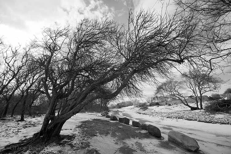 These are the wind sculptured trees on the way back to the parking lot at Mansion Beach. That wind, it's always doing something. And for those of you who like to go swimming at Mansion Beach....you will note that at this time of year there is plenty of parking.