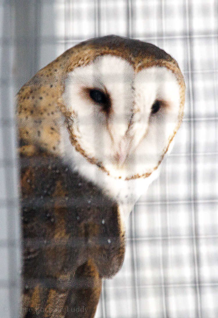 This Barn Owl was born in captivity. She was raised as an educational bird and brought to Horizon Wings when the non-profit portion of her facility was closed.