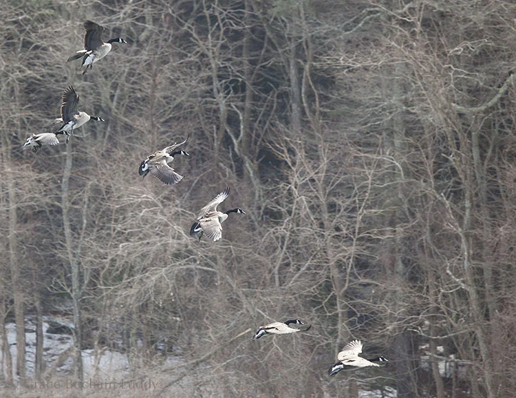 Here are the geese coming down.