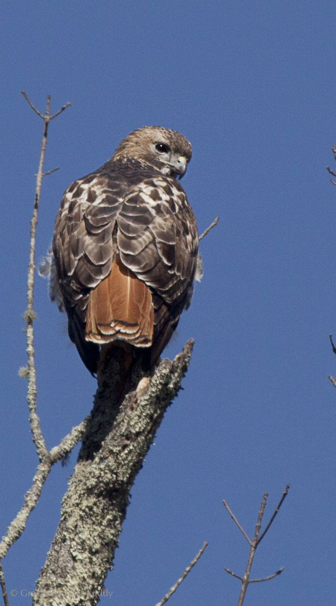 This hawk was perched along route 14A, near a swamp in Moosup. He looked over his shoulder to glare at me and then he took off.