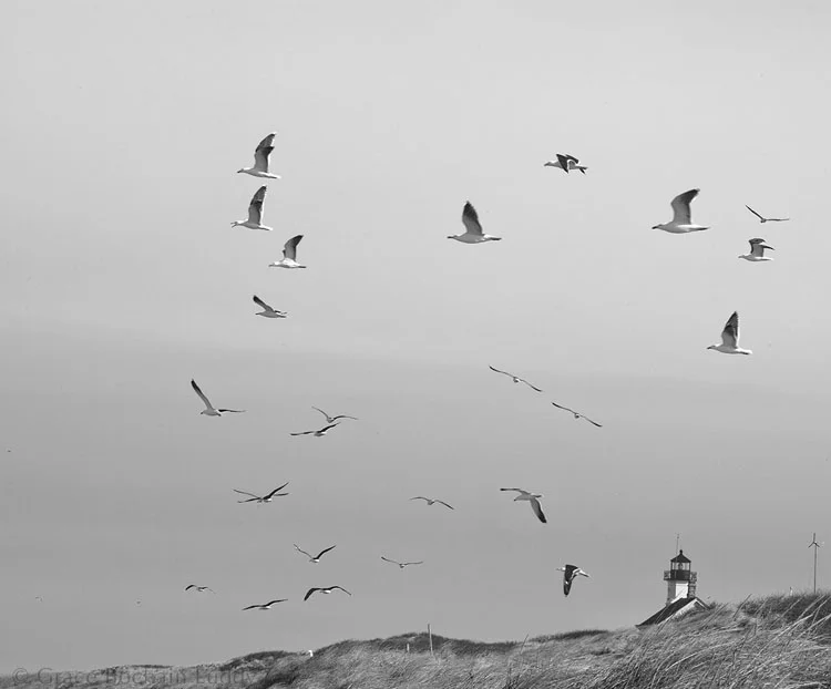 A nice picture of seagulls, as well as North Light, which I normally would have appreciated.