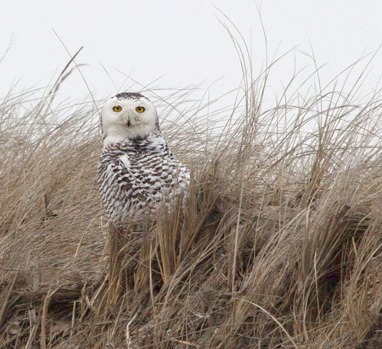 The snowy owl staying and staying.