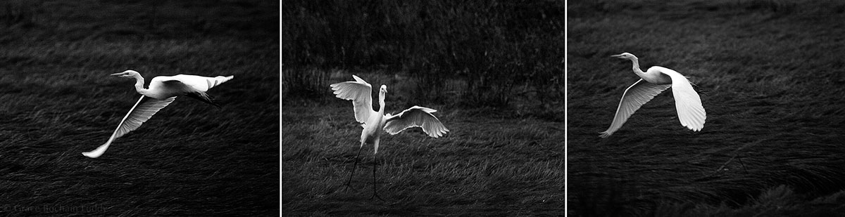 When I came home and told Malcolm Greenaway about the egret, he said, "Then why aren't they here on Block Island? I said, "Maybe they are on their way." And it was just as I prophesied. I saw one arriving last night.