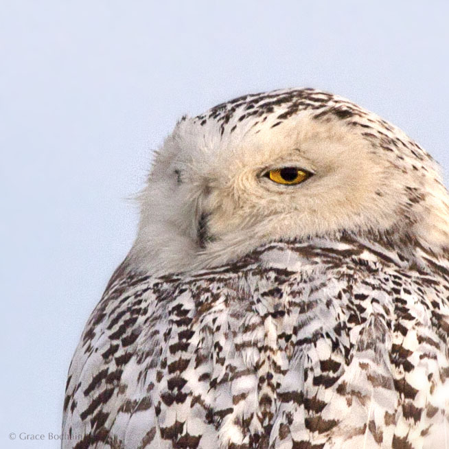 A fortuitous welcome from a snowy owl. I happened to find him, the first morning home.