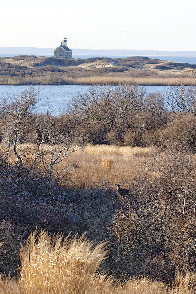 Back home. See the deer?