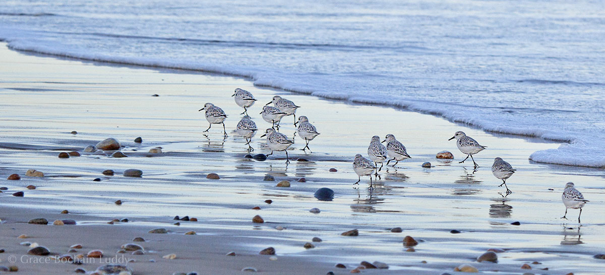 Small Block Islanders.