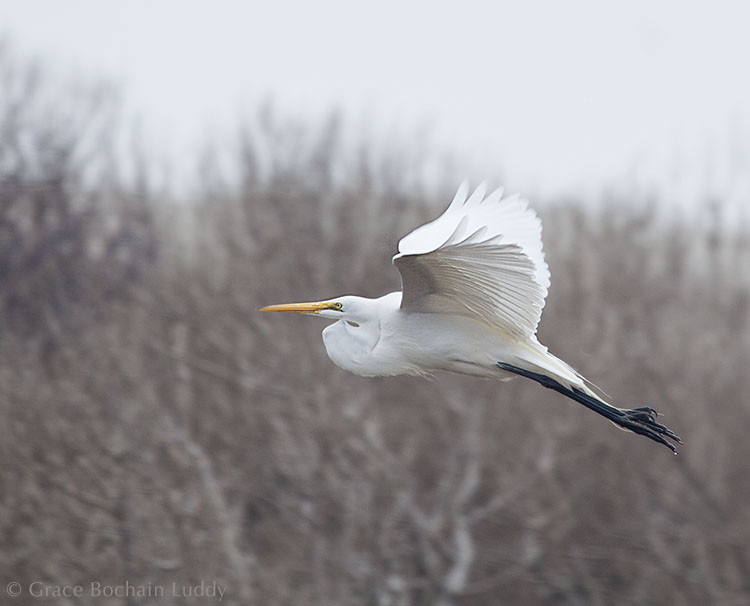 Same egret. Different light.