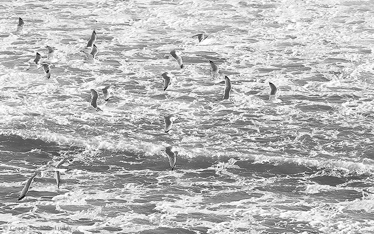 This is a puzzle I've been working on all week. I took the color out because I wanted the gulls to blend into the ocean. I'm not really satisfied yet. I want to convey a feeling about birds and waves coming from the same wind. I want them to look like each other, or to look like they derive from each other, or derive together from the same source. There are many ways to know about this picture. One is to count the birds for tax purposes. There are 18 birds, and X% of that is what? This is just what I need. Another is to write a story about them. Another is to evaluate... it's a little light, the contrast could be greater but then you'd see the birds more clearly and do you want that or not? The wave coming through is "effective" or else it's "distracting." Another way is to know by seeing and just be with it and not put anything else on top of it. That way you can have your experience and I can have mine. It can do what is needed in both of our lives, and both can be true. 