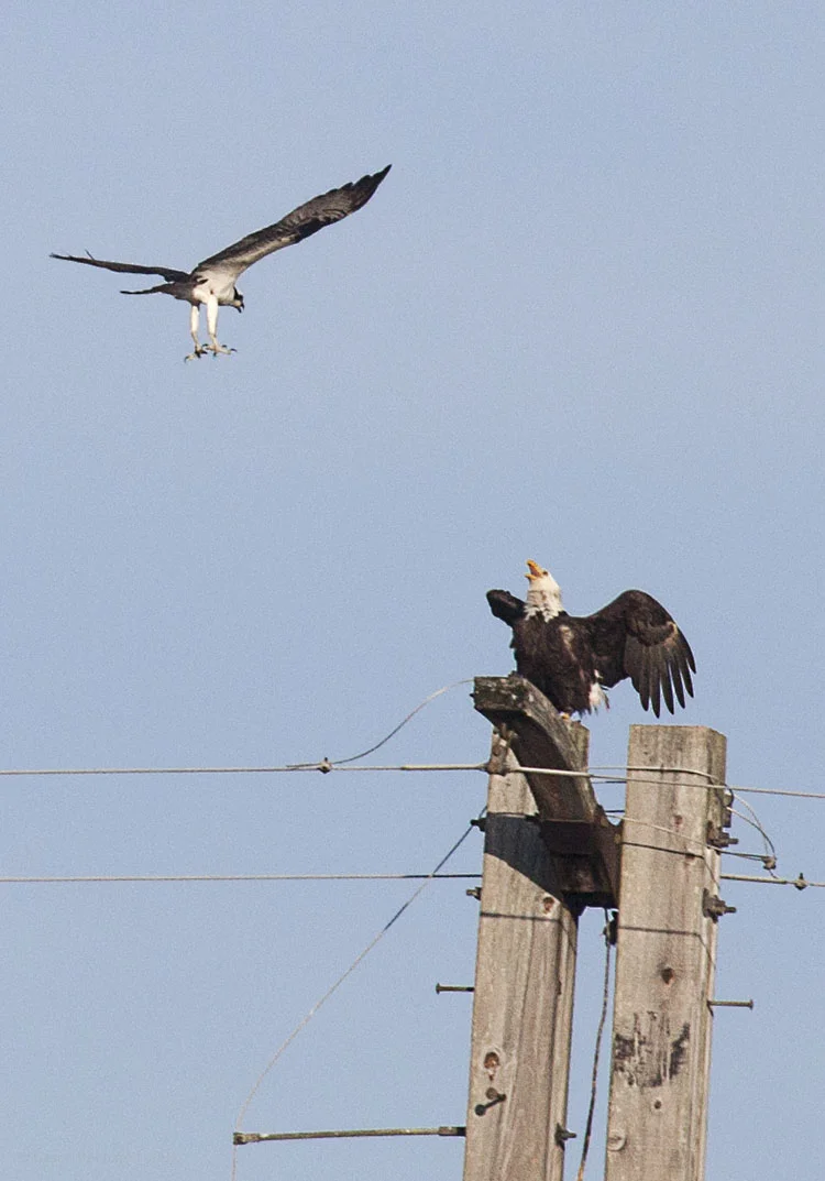 Eagle defending his perch. The eagle held its place, even though the osprey came several times.