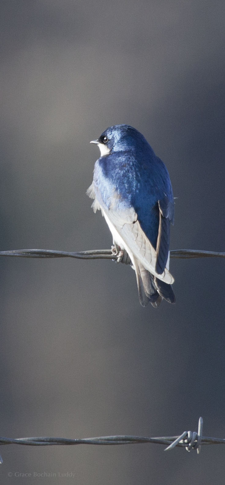 Here is the mate for the tree swallow up above. They were sitting nicely, one facing one way and one facing the other. Then they flew off together.
